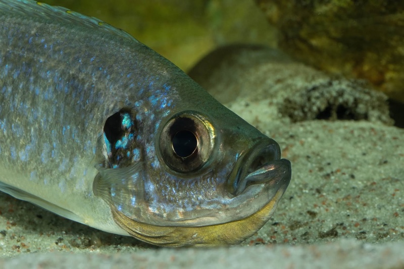 Haplotaxodon microlepis 'Cape Kabogo'